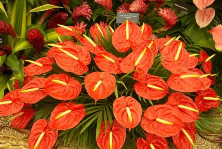 Anthurium: signs and superstitions for men and women, photo